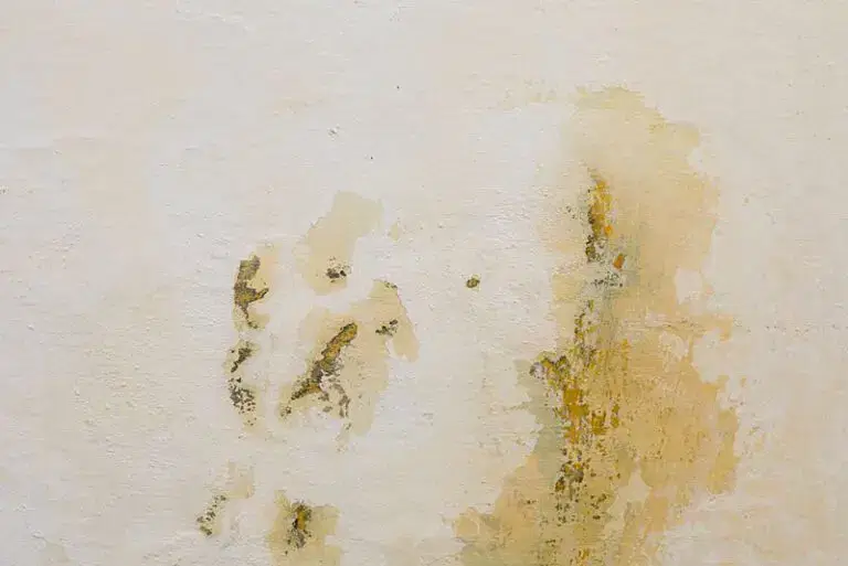 mould-on-wall